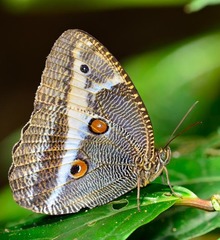 Dasyophthalma rusina rusina