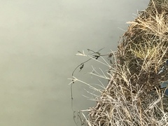 Sinictinogomphus clavatus