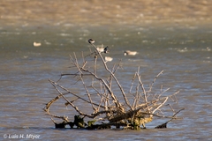 Tachycineta albilinea