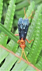 Hemipepsis tamisieri
