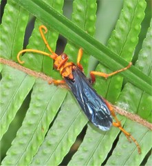 Hemipepsis tamisieri