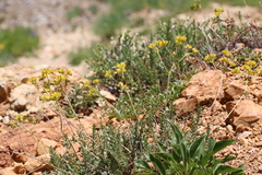 Ivesia gordonii