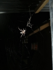 Allende nigrohumeralis