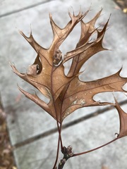 Melikaiella ostensackeni