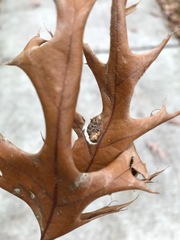 Melikaiella ostensackeni