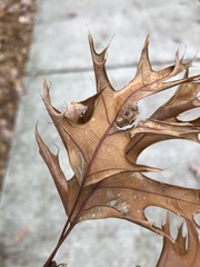 Melikaiella ostensackeni