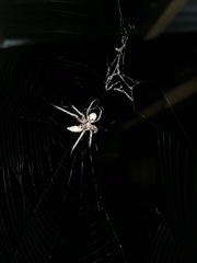 Allende nigrohumeralis