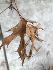 Melikaiella ostensackeni