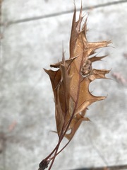 Melikaiella ostensackeni