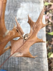 Melikaiella ostensackeni