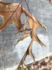 Melikaiella ostensackeni