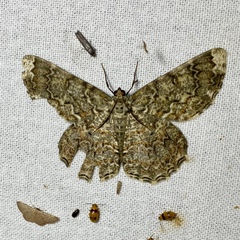 Amblychia subrubida