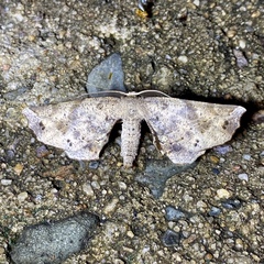 Parepisparis excusata