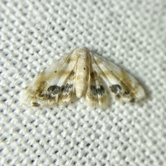 Holocryptis phasianura