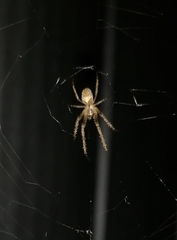 Allende nigrohumeralis