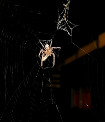 Allende nigrohumeralis