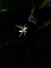 Allende nigrohumeralis