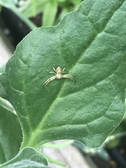 Diaea ambara