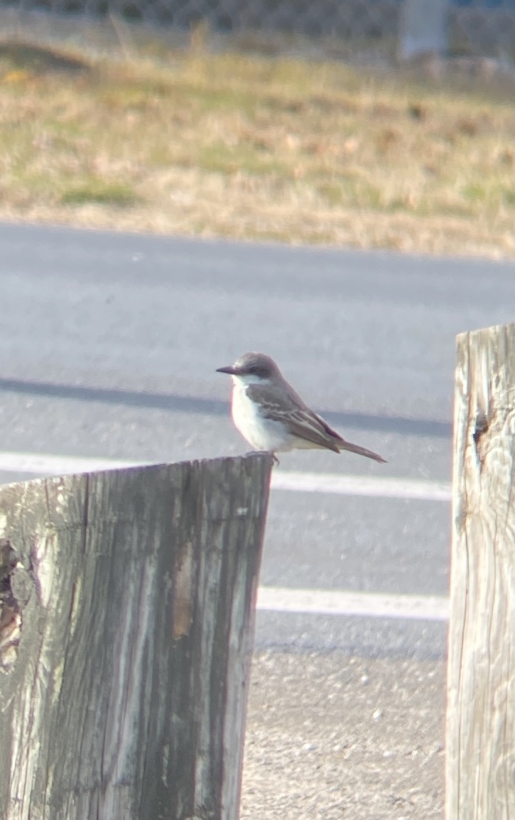 Grey Kingbird (Tyrannus dominicensis)