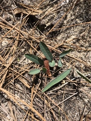 Euphorbia ipecacuanhae