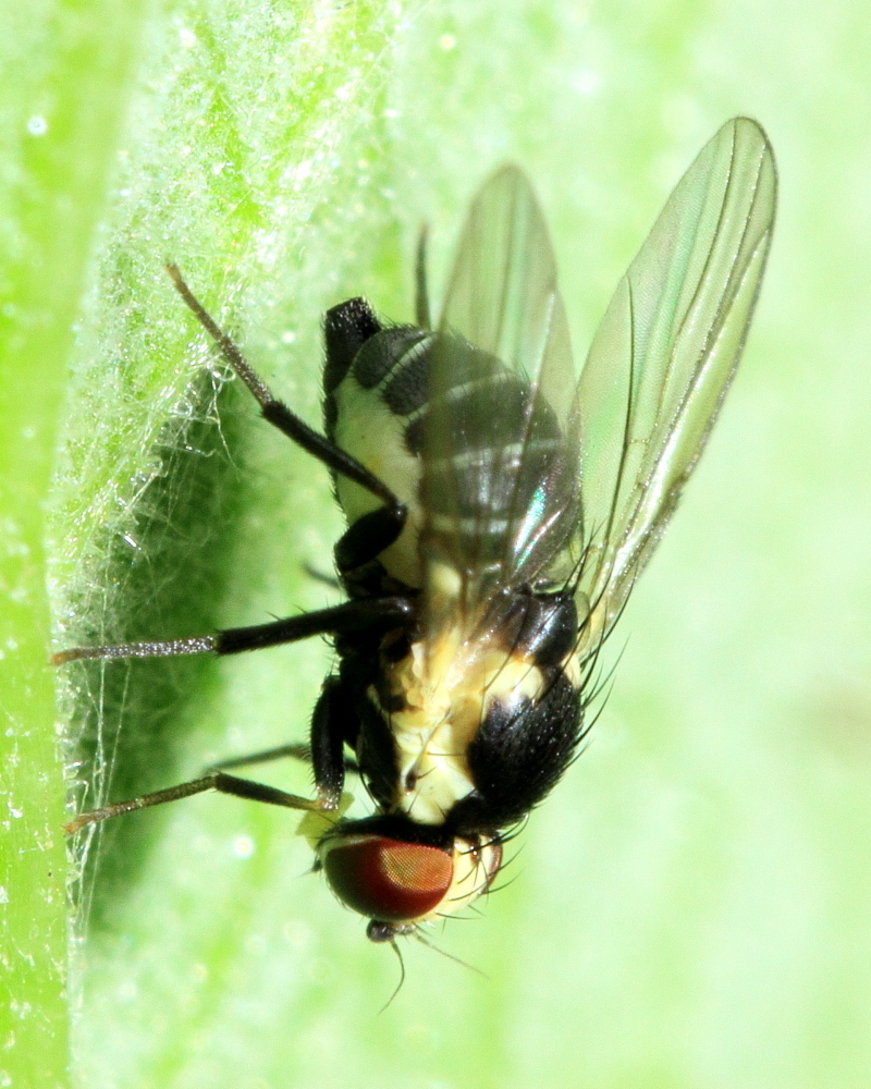 Calycomyza flavinotum