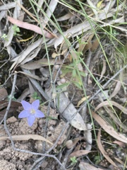 Wahlenbergia gymnoclada