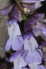 Salvia compsostachys