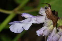 Salvia compsostachys