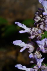 Salvia compsostachys
