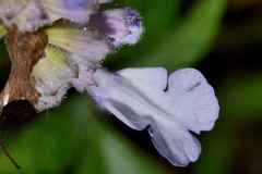 Salvia compsostachys
