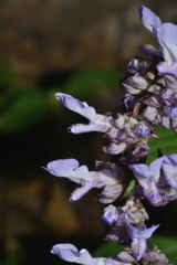Salvia compsostachys