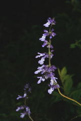 Salvia compsostachys