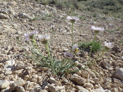Erigeron ochroleucus