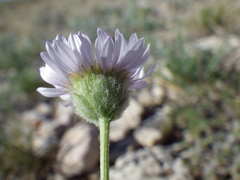 Erigeron ochroleucus