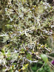 Coprosma obconica