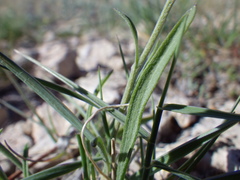 Erigeron ochroleucus
