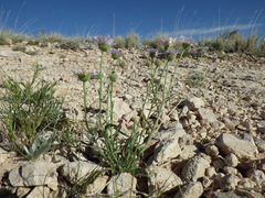 Erigeron ochroleucus
