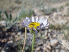 Erigeron ochroleucus