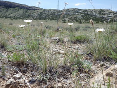 Erigeron ochroleucus