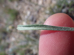 Erigeron ochroleucus