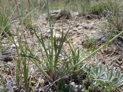 Erigeron ochroleucus