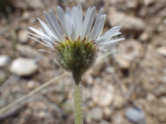Erigeron ochroleucus