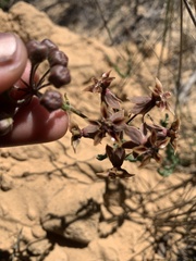 Asclepias crispa