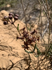 Asclepias crispa