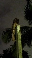 Nyctibius griseus