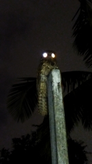 Nyctibius griseus