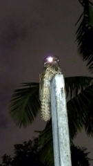Nyctibius griseus