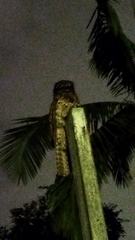 Nyctibius griseus