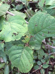 Neomillspaughia emarginata