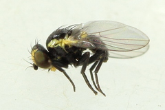Calycomyza cynoglossi